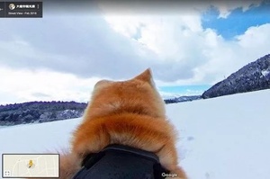 谷歌地圖推出了「Dog View」，下次去日本就是這隻萌萌的秋田帶你導航了！