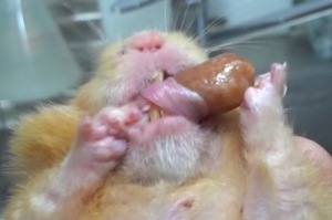 獸醫幫鼠寶修剪牙齒，但牠「太緊張」做出讓人哭笑不得的舉動ＸＤ