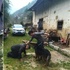 警犬找到失蹤的墜崖老人，老人家屬看到警犬竟激動得向牠下跪！