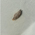 在牆壁上「小小水泥塊」竟是這種蟲?!難怪家裡衣服會有洞，原來都是牠們吃的!!