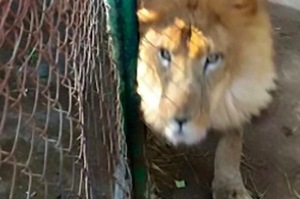 墨西哥管理員忘了鎖籠，被獅子活活咬死，政府對獅子的處置出乎所有人意料！