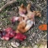 柴犬「皮蛋」走失一天，竟慘遭屠殺肢解！主人寫下悲痛心情讓人灑淚