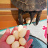 網友: 我家烏龜又下蛋，太多顆...只好煎來吃了！ 