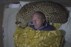 睡覺睡到半夜突然驚醒，發現「枕頭」的觸感好像怪怪的...怎麼會是大貓啦！！！