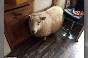回家發現家裡被一隻「胖綿羊」闖空門，想趕牠走還不肯...最後甚至搗亂後才願意離開XD