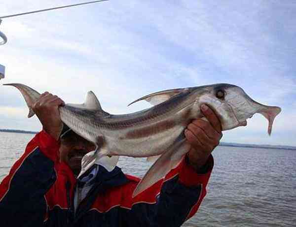 從海中釣上一條有 象鼻 的怪異大魚 掰開魚嘴後整個嚇一大跳