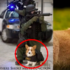 特務柯基！戰鬥民族正訓練2隻柯基當警犬！選擇柯基的原因...笑噴所有網友!!! 