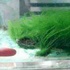 網友出差幾個月，回到家看到養的小烏龜變成綠毛怪了～太過營養也不行啊！