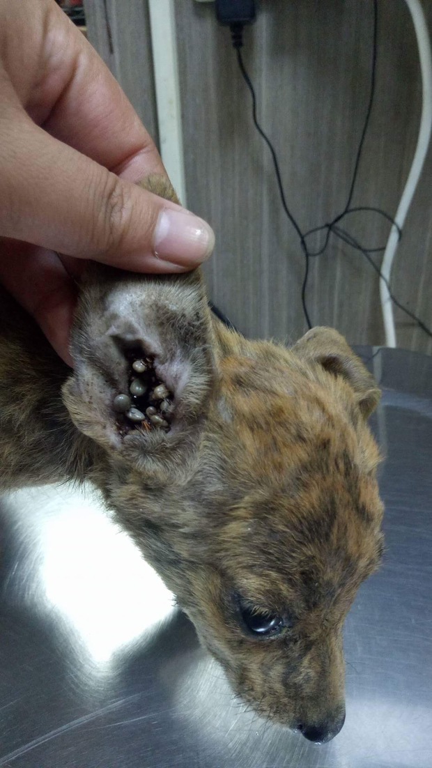 拼命救活全身寄生蟲的垂死小虎斑狗 在台灣沒人要認養 遇到