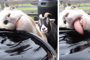 「喝水喝到快脫窗！」羊羊喝水的方式讓同伴看了超傻眼...沒想到其他動物的更爆笑啊！！！