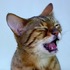 貓咪為什麼喵喵叫？研究發現，原來喵真的是「呼喚奴才」與「裝可愛」的意思ＸＤ？