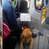 導盲犬被公車司機拒載，當大家憤憤不平時，狗狗一臉愧疚：都是我的錯…