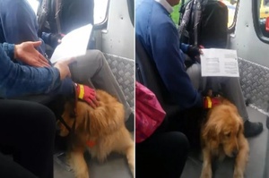 導盲犬被公車司機拒載，當大家憤憤不平時，狗狗一臉愧疚：都是我的錯…