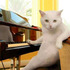 「想跟朕學鋼琴嗎？」這幾組超搞笑喵星人，每張都讓人完全笑噴！(動圖）