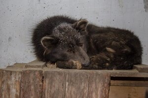 俄羅斯森林發現「熊頭、狗身、狼影」的動物，連專家都表示疑惑！