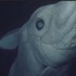 海底的科學怪人！學者首次拍到充滿科幻感，讓人看了毛骨悚然的「鬼鯊」！