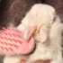 分享「兔寶換毛」時的照片，爆炸現場讓網友全驚呆，小小一隻兔原來毛這麽多！