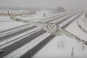 飛行畫面令人驚嘆！ 雪域貓頭鷹被交通監視器拍到畫面...讓人忍不住一看再看！！