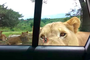 當獅子「走近車子時」她還開心錄影，結果下一秒...全車瘋狂尖叫！！(附影片）
