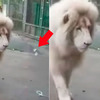 遊客向萬獸之王吹泡泡，結果牠看到「泡泡破掉」時竟然...網友笑翻：獅子的臉被你丟光啦!!! 