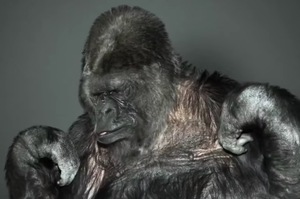 44歲的大猩猩，用手語透過網路傳達給全人類的訊息，讓人看完羞愧不已