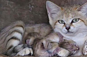 這隻貓咪終於生下3個寶寶，知道牠的身份後你就會跟動物園工作人員一樣超開心！