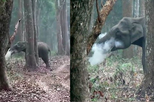 遠遠看到ㄧ隻野生大象，發現牠竟然在抽菸!! 連科學家看了都傻眼！！XDD(附影片)