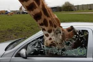長頸鹿頭探入車內找吃的，車窗正好升起撞上「瞬間炸裂」玻璃碎片噴飛