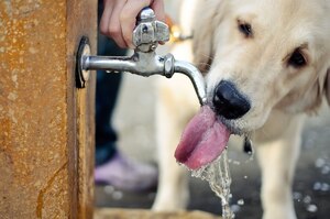 你有讓狗狗喝足夠的水嗎？毛主人必看：正確的狗狗飲水觀念一次告訴你！