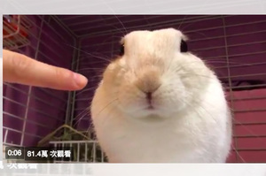 用手指戳兔兔的臉頰，竟意外觸發了某種奇異的開關...百看不膩...（影片）