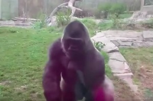 小女孩對大猩猩做「搥胸」動作，大猩猩憤怒衝向觀眾，砸破安全玻璃！