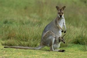 澳洲政府計劃捕殺「百萬隻袋鼠」，並鼓勵吃肉及出口：「長遠來看是可持續發展的」