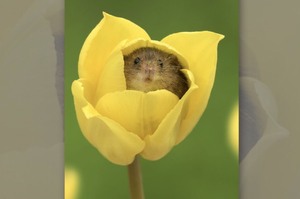 撥開鬱金香的花瓣，超萌鼠鼠立刻從裡面蹦出來...一系列鼠鼠與鬱金香照片真的超療癒