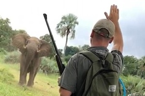 超威！南非野生巨象突然發飆欲襲擊蜜月夫婦，危急時刻導遊站出來舉手喝止！（影片）