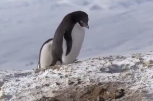 觀察生態卻拍到企鵝「犯罪」的一刻，研究人員跟網友除了笑歪還被萌翻了