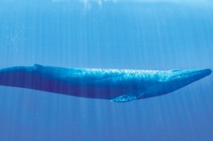 斯里蘭卡遇到「世界上最大」的鯨魚王，霸氣到鯊魚看到也只能嚇著逃跑