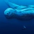 日本發現的神秘水中生物「南極人型巨魚」，到底是未知水怪還是秘密研發的生化武器？