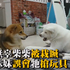 被秋田妹妹誤會拿了牠的玩具，柴葛格被兇後一臉委屈樣...讓網友超心疼啦XD(影片)
