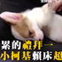 「讓我睡啦～」小柯基睡到翻！叫他起床連這些招都用上了...（影片）