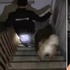 居民報警稱樓下有狼遊蕩，派特警出動後…只用一根繩子就抓住了…