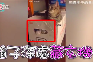 箱子裡暗藏玄機！ 喵星人把同伴關箱子裡「假裝沒事」態度超淡然！網：牠在預謀什麼？