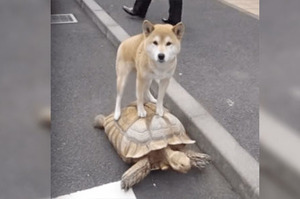 散步路上遇到一隻柴柴邀我一起去找「龍宮城」玩...低頭一看真的笑翻啦！！！