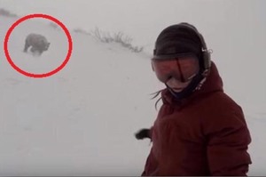陶醉在自己的滑雪世界中，卻不知道後頭有隻棕熊步步逼近...驚險場面真的讓人超緊張！！（影片）