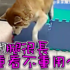 柴柴趁主人熟睡想「越獄」...明明是長腿卻「撲街」！網友笑噴：其實是短腿柯基XD
