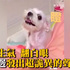 超溫馴乖巧的狗狗被碰到肉肉竟然...秒變臉發出可怕低吼的樣子超像惡魔...嚇死人！（影片）
