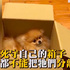 狗狗進到箱子後不願出來，連把拔抱也...無奈「家裏沒養貓啊...」（影片）