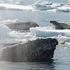 「牠是我罩的！」座頭鯨大哥為保護小海豹，奮不顧身撲向殺人鯨展開博鬥！？