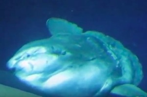 唯一會用斜眼看人的「巨大魚」，網友看過覺得：「怎麼好像可愛中帶點恐怖啊！」ＸＤ