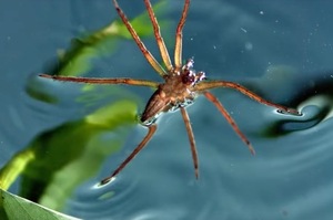 這種「噩夢級」蜘蛛，除了平常可以浮在水面上，還會跳進水裡把魚夾出來「溶解吸食」！