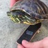 「喔喔！我居然也有這一天啊！」把龜龜給放上滑板，馬上得到三倍速！